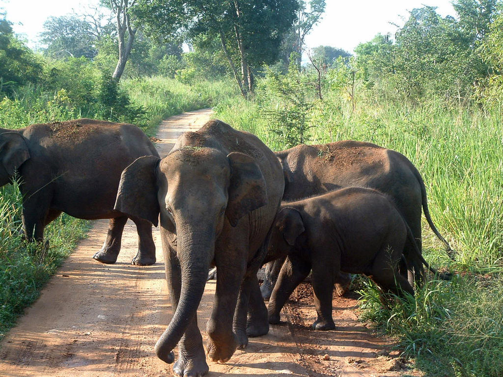 Big Game - Udawalawe By Eco Team Hotel Ngoại thất bức ảnh